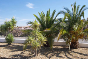 Natxomantenimiento | Turre | Spain Property Management | Jardinería residencia privada | Gardening Private residence